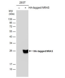 HA Tag Antibody, HRP, Novus Biologicals 0.1mL; HRP:Antibodies, Polyclonal